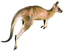Canguro