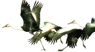 Aves