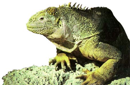 Reptil