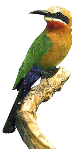 Colibrí
