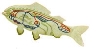 Circulación en peces