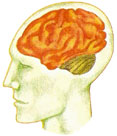 Cerebro humano