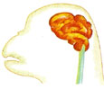 Cerebro de simio