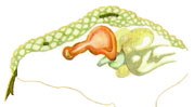 Cerebro de reptil