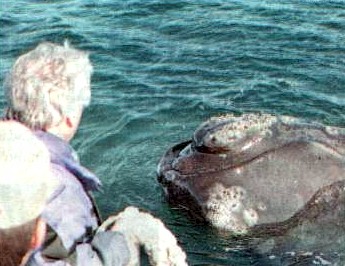 callosidades en la ballena franca austral