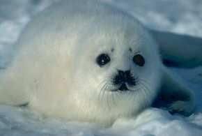 soy la foca del Ártico... por favor AYUDAME