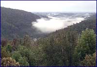 Bosques costeros chilenos Bosques costeros chilenos