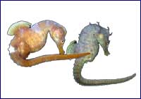 Hipocampus patagoicus