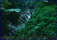 Selva tucumana Selva tucumana