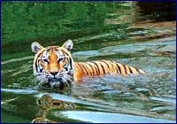 Tigre de bengala Tigre de bengala