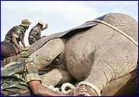 Translado de elefantes - Kenia