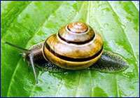 Helix Aspersa Helix Aspersa