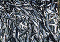 Pesca comercial Pesca comercial