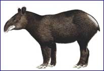 Tapir andino