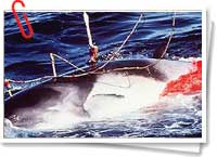 Caza de ballenas Caza de ballenas