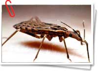 Vinchuca - vector del Mal de Chagas Vinchuca - vector del Mal de Chagas