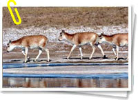 Antílope tibetano Antílope tibetano