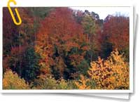 Bosques Bosques
