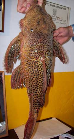 ¿Cuál es el nombre de este pescado?