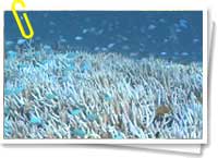 El coral es sensible a los cambios en la temperatura marina.