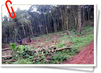 Deforestacin en la selva misionera