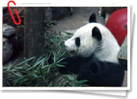 Qin qin Qin qin
