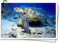 Miles de tortugas marinas se salvan anualmente gracias al trabajo que se realiza en la reserva de Biosfera de la Pennsula de Guanahacabibes.
