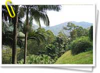 Bosques tropicales Bosques tropicales