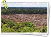 Sequía y deforestación