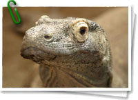Dragn de Komodo