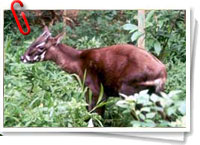 Saola