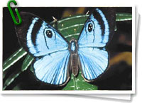 Mariposa