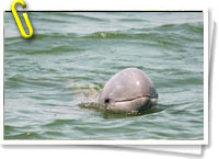 Delfin del Irrawady