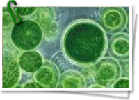 Algas verdes