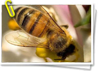 Abeja