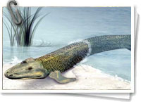 Ambulocetus