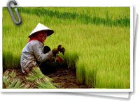 Cultivos de arroz