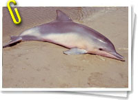Delfin tocoxi