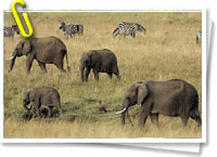 Elefantes africanos