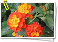 Lantana