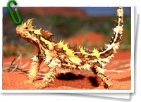 Moloch horridus