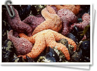 Pisaster ochraceus