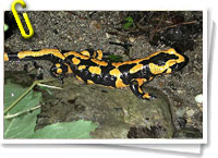 Salamandra terrestre