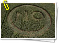 No a los transgénicos de Monsanto