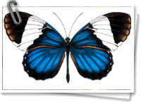 Heliconius