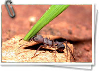 Hormigas cortadoras o jardineras