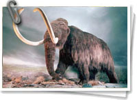 Mamut