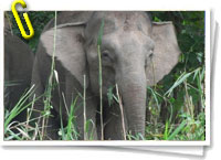 Elefante de Borneo