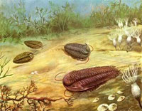 Trilobites