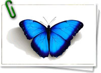 Mariposa